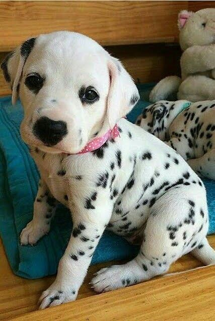 Baby Dalmation, Dalmatian Puppies, Cute Dogs Images, Dalmatian Puppy, Very Cute Dogs, Puppies And Kitties, Really Cute Dogs, Cute Little Puppies