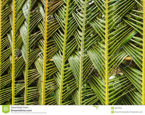 Photo about The fence is made of coconut leaves. Image of nature, natural, leaves - 38615994 Palm Weaving, Palm Leaf Art, Palm Frond Art, Coconut Leaves, Diy Floral Decor, Washbasin Design, Wedding Backdrop Decorations, Traditional Wedding Decor, Event Design Inspiration