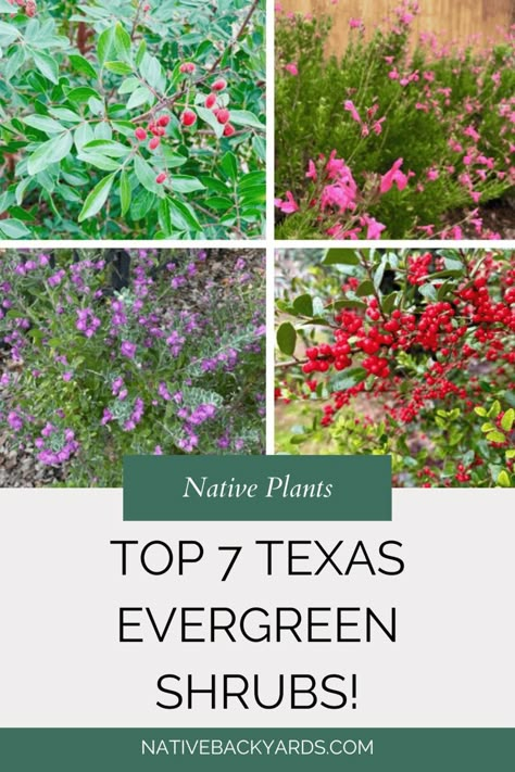 Texas Bushes Front Yards, Best Bushes To Plant In Texas, North Texas Native Landscaping, Texas Evergreen Landscape, North Texas Front Yard Landscaping Ideas, Texas Native Landscape Design, Texas Hill Country Landscaping Native Plants, North Texas Backyard Landscaping, North Texas Native Plants