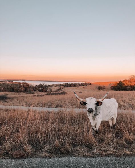 Western Aesthetic Wallpaper, Pet Cows, Cow Photography, Cow Wallpaper, Country Backgrounds, Western Prints, Western Photo, Western Photography, Baby Farm Animals