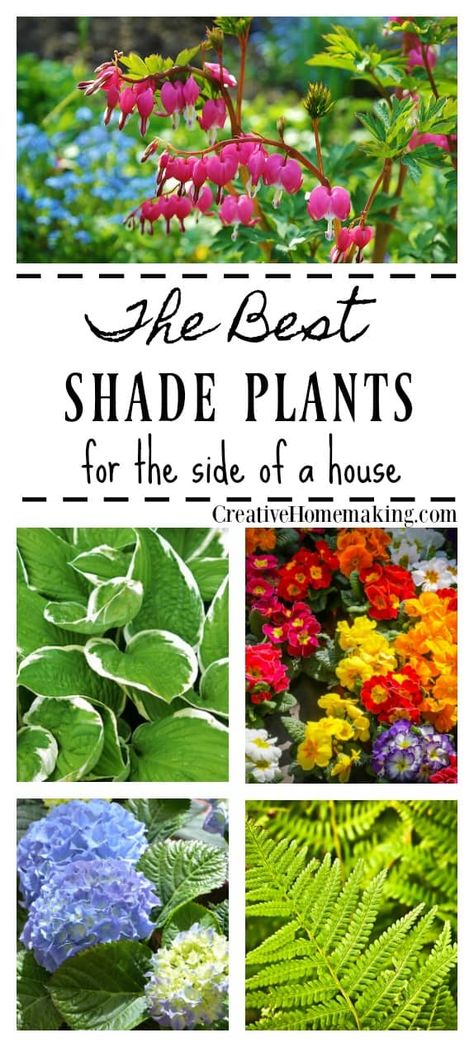 Best shade plants. A reader asks what shady plants and shrubs she can plant in a shady area of her yard. Best Shade Plants, Shady Plants, Best Plants For Shade, Shade Garden Plants, Shade Flowers, Shade Perennials, Garden Shrubs, Landscape Designs, Flowers Wallpaper