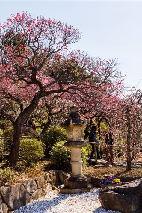 If you’re in Japan at the end of February, you’ll find plum trees in full bloom. Here are the 3 best spots to enjoy plum blossoms in Tokyo. Japan February, Plum Trees, Plum Blossoms, Plum Tree, Plum Blossom, In Full Bloom, Amazing Places, The 3, The Good Place