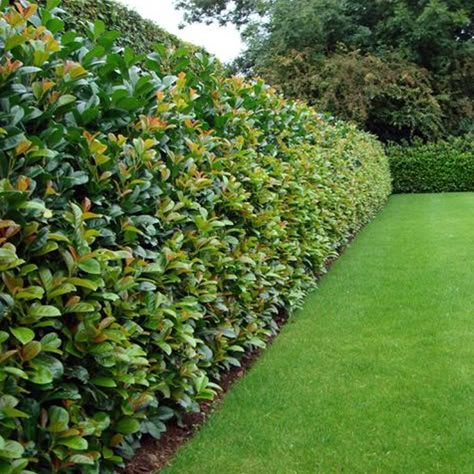 If you are thinking about planting a new hedge and have doubts on which plant is the best for you, we are offering a list of the most popular ones s Fence Bushes Landscaping Ideas, Nature Fence Ideas, Trees As Privacy Fence, Friendly Fence Ideas, Fence With Bushes, Bush Privacy Fence, Hedges As Fences, Plants That Provide Privacy, Property Boundary Ideas