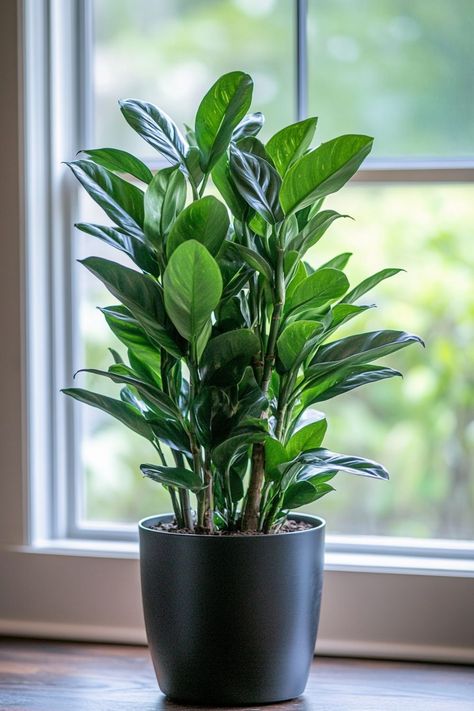 ZZ Plant (Zamioculcas zamiifolia) is a stylish and low-maintenance addition to any home! 🌿🏡 With its glossy, dark green leaves and robust nature, this plant is a delightful blend of beauty and durability. Quick to adapt and bursting with air-purifying benefits, ZZ Plant is perfect for adding a touch of greenery to your indoor space. ! 🌱✨ #ZZPlant #ZamioculcasZamiifolia #IndoorPlants #LowMaintenance #AirPurifying #GreenHome #PlantLover Zamioculcas Plant, Indoor Plants For Low Light, Plants For Low Light, Zamioculcas Zamiifolia, Plant Vegetables, Room Plants, Zz Plant, Living Room Plants, Plant Parent