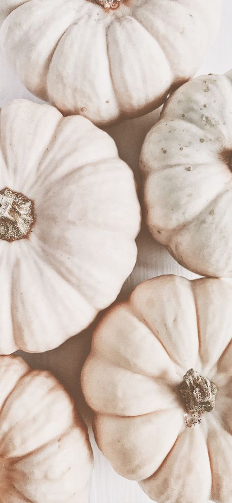 Autumn Aesthetic Neutral, Neutral Fall Pictures, Fall White Wallpaper, Neutral Fall Widget Pictures, Fall Neutral Aesthetic Wallpaper, Boho Pumpkin Wallpaper, Neutral Halloween Phone Wallpaper, Neutral Background Wallpapers Aesthetic, White Pumpkin Wallpaper Iphone