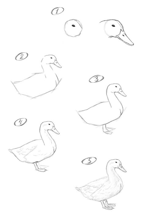 Duck Anatomy Drawing, Duck Tutorial Drawing, Stuff To Draw Step By Step, Duck Doodle Drawing, Duck Sketch Pencil, Drawing Reference Nature, How To Paint Ducks, Animals Step By Step Drawings, How To Draw A Duck Easy