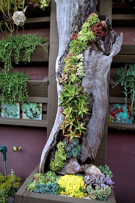 Succulent Garden Design, Succulent Gardens, Succulent Landscaping, Succulent Garden Diy, Succulent Gardening, Succulents Diy, Diy Backyard, Succulents Garden, Succulent Planter