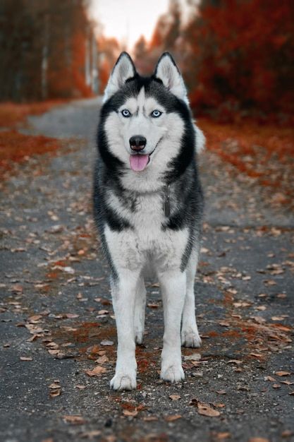 Siberian husky dog stands on the path in... | Premium Photo #Freepik #photo #siberian-husky #husky #dog-face #dog-park Husky Dogs Puppy, Cute Husky Wallpaper, Siberian Husky Aesthetic, American Husky, Husky Photography, Grey Husky, Husky Pictures, Beautiful Dog Pictures, Haski Dog