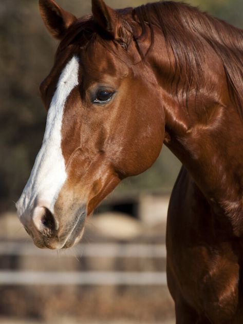 Bay Kennish, Horse Types, Horse Art Ideas, Different Horse Breeds, 3 Horses, Horse Facts, Horse Info, Horse Anatomy, Books 2023