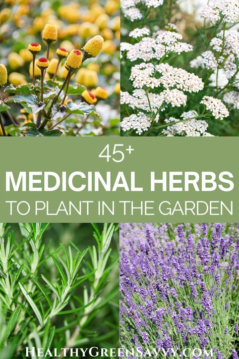 Witches Garden Herbs, Growing A Medicinal Herb Garden, Herbal Remedy Garden, Plant Based Medicine, List Of Medicinal Herbs, Medicinal Garden Ideas, Medicinal Garden Plants, Plants Used For Medicine, Medicinal Flower Garden