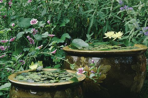 These companion jars (containers) have Helvola hardy water lily in them. The small jar holds about 1 gallon of water and the larger one holds about 2.5 gallons.. Pond Pot, Plant Pot Pond, Small Lotus Pond At Home, Small Water Lily Pond, Container Pond, Frog In Water Lily Pond, Patio Pond, Pond Fountains, Gallon Of Water