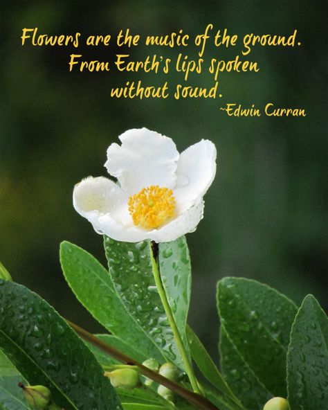 Photograph of a white flower and a quote about nature.