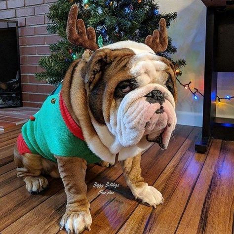 😆 Cute Bulldog Puppies, Teddy Bear Dog, Bulldog Pics, Bulldog Francese, Bulldog Funny, Cute Bulldogs, English Bulldog Puppies, British Bulldog, English Bulldogs