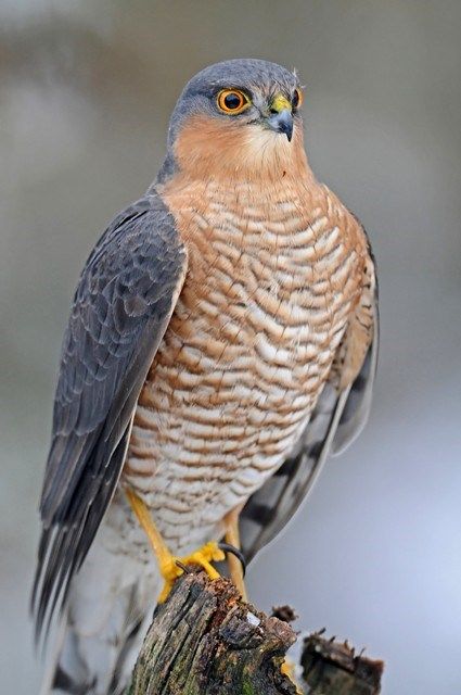 Eurasian Sparrowhawk by Kev Joynes - BirdGuides Eurasian Sparrowhawk, Raptors Bird, Sparrowhawk, Hawk Bird, Cooper's Hawk, Amazing Birds, Room Window, Online Selling, Bird Wallpaper