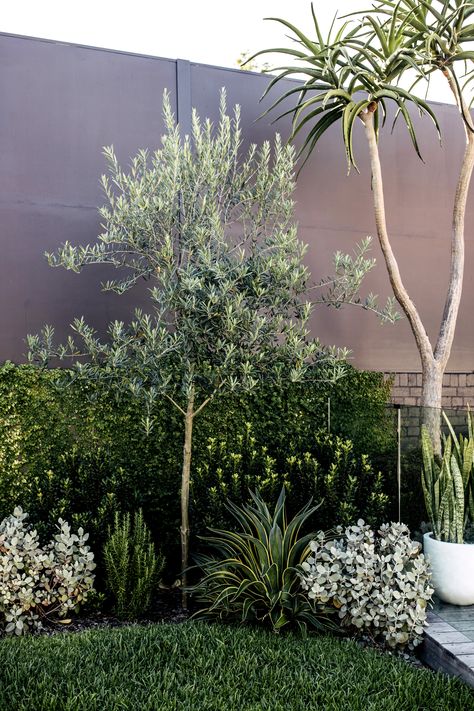 Taking a closer look at this garden bed planting: Agave El Mirador, olive tree Kalanchoe ‘Silver Spoons’, Raphiolepsis Snow Maiden, and Rosemary. Garden Beds Front Of House, Olive Tree Landscaping, Olive Tree Hedge, Garden Bed Front Of House, Parking Landscape, Olive Tree Backyard, Agave Landscape, Plant Beds Landscaping, Modern Coastal Landscaping