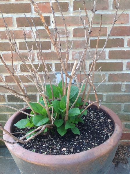 Overwintering Hydrangeas in Pots | French Gardener Dishes Potted Hydrangea Care, Hydrangea Winter Care, Hydrangeas In Pots, Hydrangea Potted, Front Gardens, Hydrangea Care, Growing Hydrangeas, Hydrangea Garden, Overwintering