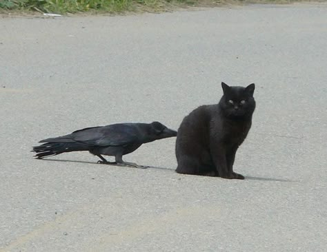 Crows Troll Animals By Pulling Their Tails | Bored Panda Arte Viking, Crow Art, Raven Art, Jackdaw, Crows Ravens, A Black Cat, The Crow, Crows, 귀여운 동물