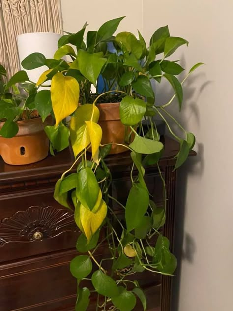 Green pothos plant drooping with yellow leaves Pothos Plant In Bathroom, Caring For Pothos Plant, Why Is My Pothos Turning Yellow, Where To Cut Pothos To Propagate, Pothos Hydroponic, Pots For Pothos Plants, Potted Ivy Indoor, Indoor Pothos Trellis, Leggy Pothos Plant