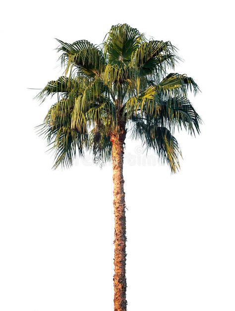 Bright palm tree isolated on white. Background #Sponsored , #AD, #paid, #palm, #Background, #white, #Bright Potted Palm Trees, Palm Background, Palm Tree Png, Palm Tree Photography, Tree Photoshop, Palm Tree Decorations, Potted Palms, Sunset Road, Palm Trees Wallpaper