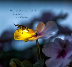 A poem about losing and finding hope. Read it here: #hope #adversity #fireflies #poemabouthope #resilience Firefly Drawing, Firefly Images, Hope Poems, Firefly Photography, Alien Love, Lighting Bugs, A Light In The Darkness, Blue Butterfly Wallpaper, Firefly Lights