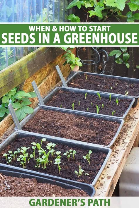 Starting seeds in a greenhouse is the ideal way to up your propagation game. With their warmth, light, and humidity, greenhouses help to extend the growing season and so you can enjoy a productive summer. Learn how to use a greenhouse to start seeds and nurture seedlings now on Gardener's Path. #greenhouse #gardenerspath Growing In Greenhouses, How To Start Seeds In A Greenhouse, Growing Flowers From Seeds In Greenhouse, Diy Patio Greenhouse, What To Plant In Greenhouse, Greenhouse Container Gardening, Budget Greenhouse Diy, Greenhouse Planting Schedule, Diy Inside Greenhouse Ideas