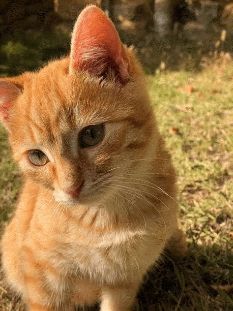 Every single week, we have a meeting such as this one. And in every single meeting, we attempt to find the most low-effort plan for world domination, because heckin' heck, but cats really are lazy sometimes. So we continue gathering here and being whipped for our murderbabies. And… actually, we love it. #cutecats #cats #catpics #cuteanimals #wholesomepictures Orange Cat, White Cat, Orange, White