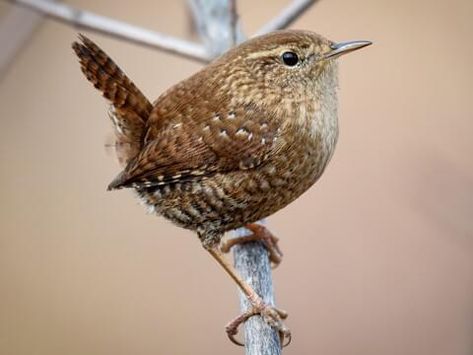 Winter Wren Overview, All About Birds, Cornell Lab of Ornithology Winter Wren, Paint Birds, Arachnids, The Wings, Wren, Bird Watching, Tangled, Watercolor Painting, The Winter