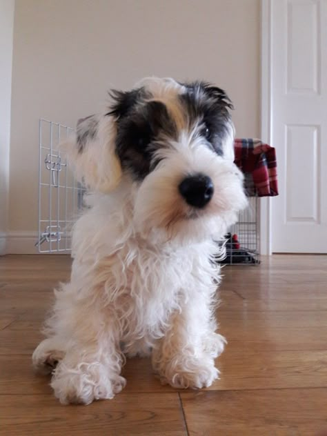 Sealyham Terrier Puppies, Sealyham Terrier, Jack Russell Terrier Puppies, Wire Fox Terrier, Dream Dog, Cute Critters, Dog Boarding, Fox Terrier, Beloved Dog