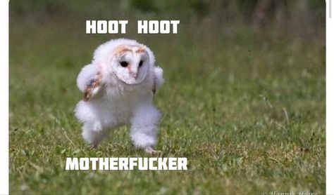 Grass
Owl
Running 
Meme
Funny Owl Running, Owl Meme, Baby Barn Owl, Bird Meme, Be Happy And Smile, Running Memes, Kith And Kin, Funny Owls, Owl Pictures