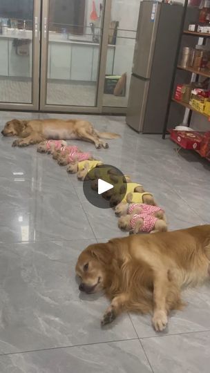 Golden Retriever Family, Golden Retriever Videos, Golden Retriever Puppies, Sleeping Puppies, Retriever Puppies, Eat Together, Retriever Puppy, Cool Pets, Cute Funny Animals