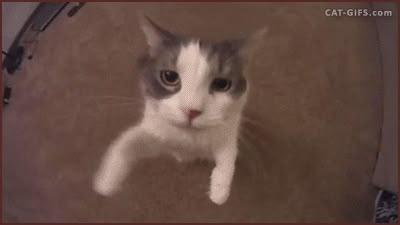 Cats Love To Give Kisses Too (10 Gifs) Gatos Cool, Kitty Kisses, Best Cat Gifs, Gatto Carino, Cat Hug, Funny Cat Videos, Silly Cats, الرسومات اللطيفة, Cat Gif