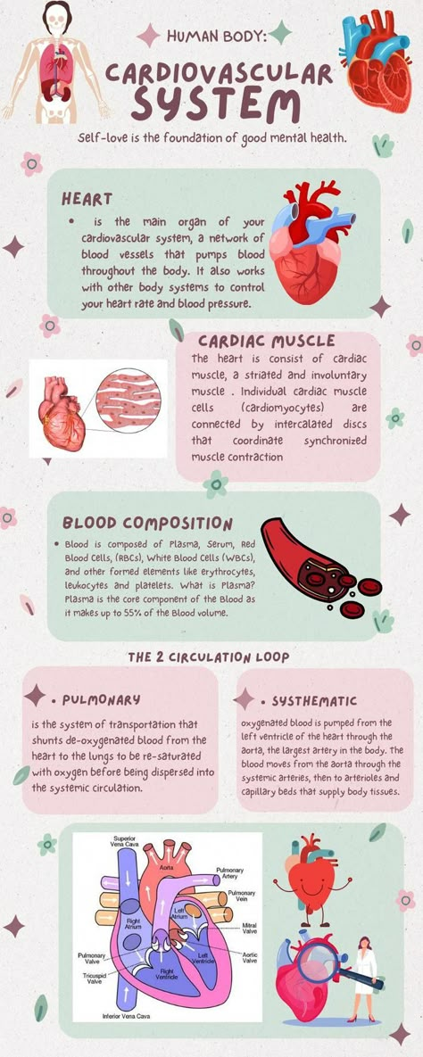 Cardiac System Anatomy, Cardiovascular System Physiology, Leukocytes Notes, The Cardiovascular System, Anatomy Of The Heart Notes, Cardio Vascular System Notes, Cardiologist Study Notes, The Cardiovascular System Notes, Blood Anatomy Notes