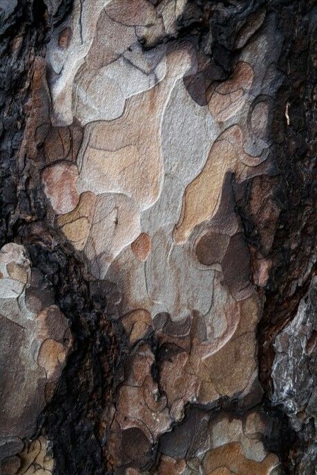 Do you want to gain some natural inspirations? Be dazzled by the inspiration you can find at pullcast.eu #inspiration #nature #homedesign #interiordesign #pinterestinspired Tree Bark Pattern, Tree Bark Photography, Tree Bark Drawing, Bark Drawing, Tree Bark Art, Textures In Nature, Tree Texture, Foto Macro, Taman Air