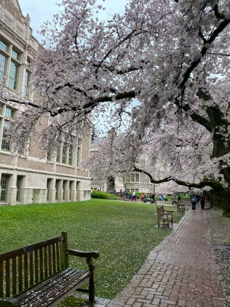 U Of Washington, University Of Washington Cherry Blossoms, Seattle Cherry Blossoms, Spring College Aesthetic, University Of Washington Seattle Aesthetic, Washington University Aesthetic, Uw Aesthetic, University Of Washington Aesthetic, Spring Semester College