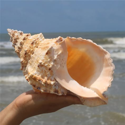 Natural Shell Sea Decoration | Big Sea Shell Conch Natural | Sea Shell Home Decor - 1pcs - Aliexpress Hermit Crab Shells, Big Shell, Crab Shells, Mediterranean Style Home, Textile Wall Hangings, Marine Theme, Sea Snail, Shell Ornaments, Shell Decor