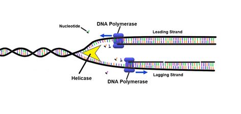 What is the Difference Between DNA Dependent DNA Polymerase and DNA Dependent RNA Polymerase Check more at https://in4arts.com/what-is-the-difference-between-dna-dependent-dna-polymerase-and-dna-dependent-rna-polymerase.html Dna Polymerase, Rna Polymerase, Cell Biology, What Is The Difference Between, Toyota Camry, Biology, Toyota