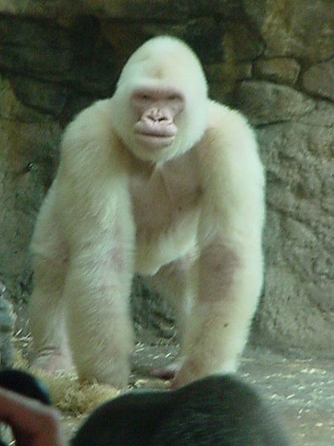 Snowflake the Gorilla by dewartist, via Flickr Animals Posing, Albino Gorilla, White Gorilla, Western Lowland Gorilla, Dian Fossey, Gorillas Art, The Blue Planet, Ape Monkey, White Animals