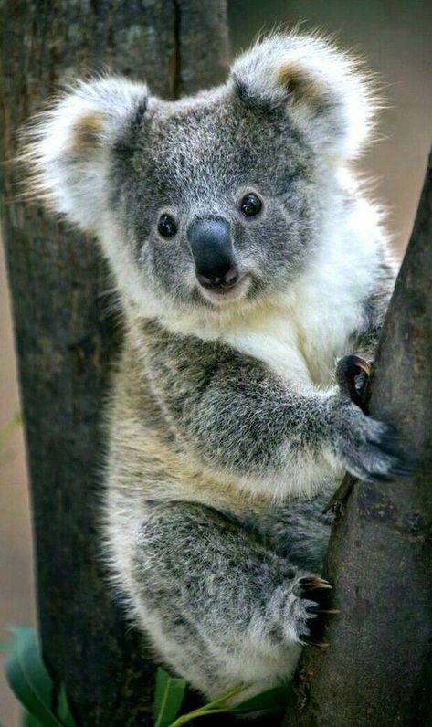 Kola Animal, Koala Photo, Koala Cute, Cute Koala Bear, Koala Bears, Australia Animals, Baby Koala, Australian Animals, Cute Animal Pictures