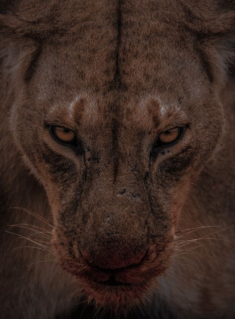 Lannister Aesthetic, Lion Eyes, Animal Lion, Wild Animals Pictures, Cat Aesthetic, Character Aesthetic, Animal Planet, Cat Photo, Big Cats