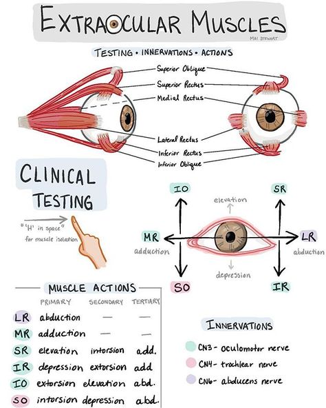 (Day 523) a review of extraocular muscles. A great suggestion from a super smart cousin and soon-to-be optometrist 👀. . Also some people… Optometry Education, Optometry School, Studie Hacks, Eye Anatomy, Medicine Notes, Nursing Student Tips, Medical Student Study, Nursing School Survival, Nursing School Studying