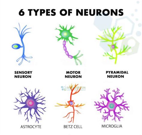 A temporal pattern of activity observed in human brains may explain how we can learn so quickly. Neuron Structure, Types Of Neurons, 블로그 디자인, Sistem Saraf, Motor Neuron, Sensory Motor, Basic Anatomy And Physiology, Nurse Study Notes, Brain Facts