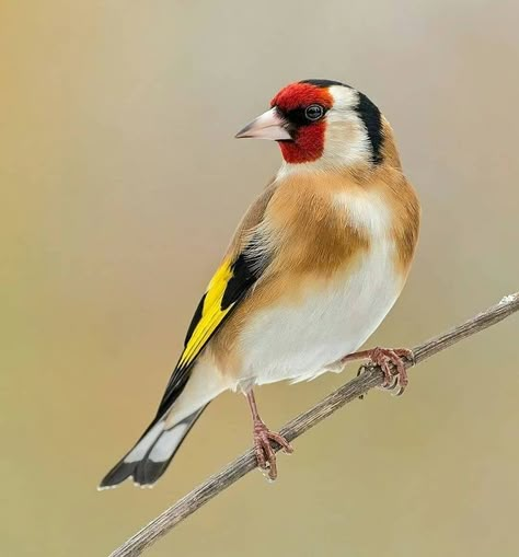 birds.nature on Instagram: “Goldfinch . . . . @holgerschweden” Bird Photos Photography, Instagram Features, Apple Images, Finches Bird, Birds Nature, Animal Portraits Art, Bird Photos, Garden Birds, Most Beautiful Birds