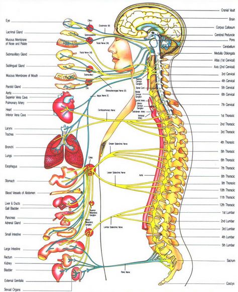 Spinal Nerve Innervation Chart: A Visual Reference of Charts | Chart Master