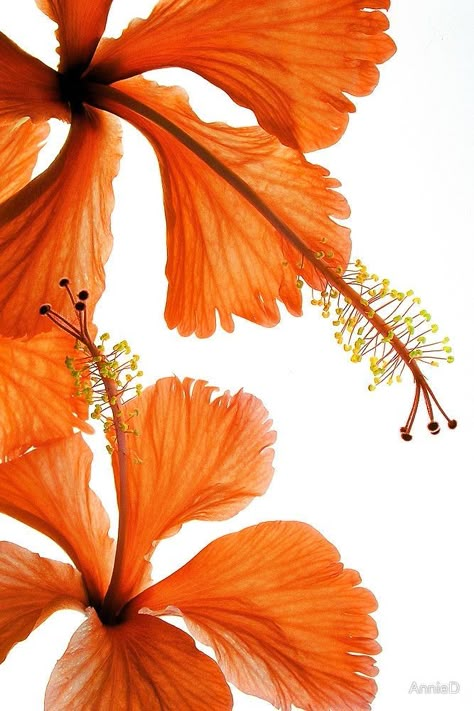 Nothing But Flowers, Orange Aesthetic, Flower Therapy, Summer Wallpaper, Aesthetic Backgrounds, Aesthetic Iphone Wallpaper, Flower Wallpaper, Pretty Flowers, Home Screen