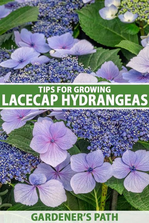 A close up vertical image of blue lacecap hydrangea flowers (H. macrophylla) growing in the garden. To the center and bottom of the frame is green and white printed text. Hydrengas Garden, Cute Flower Garden, Lace Hydrangea, Lacecap Hydrangea, Hydrangea Vine, Pruning Hydrangeas, Flowers Motifs, Lace Cap Hydrangea, Hydrangea Landscaping