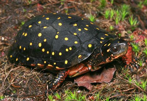 Mud Turtle, Indian Star Tortoise, Radiated Tortoise, Spotted Turtle, Alligator Snapping Turtle, Freshwater Turtles, Box Turtles, Snake Turtle, Map Turtle