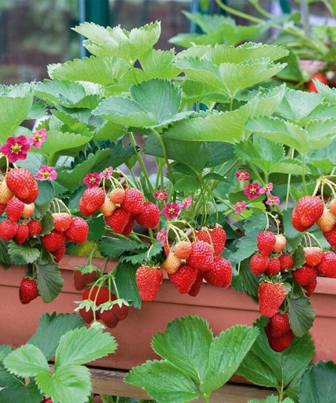 Potted Strawberry Plants, Everbearing Strawberries, Gooseberry Bush, Strawberry Pots, Types Of Berries, Raspberry Plants, Strawberry Plant, Strawberry Seed, Sweet Fruit