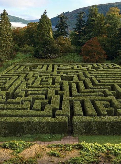 Hedge Maze Aesthetic, Flower Arrangements Spring, Garden Labyrinth, Maze Drawing, Labyrinth Garden, Garden Maze, Flowers Farm, Labyrinth Maze, Sustainable Flowers