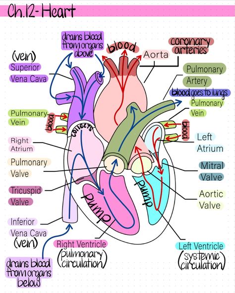 Cardiac Anatomy And Physiology, Gastrointestinal System Notes, Anatomy Labeling Worksheets, Anatomy Notes Ideas, Heart Nursing Notes, Anatomy Class Notes, How To Pass Anatomy And Physiology, Cardiac Sonographer Aesthetic, Anatomy And Physiology 2 Notes