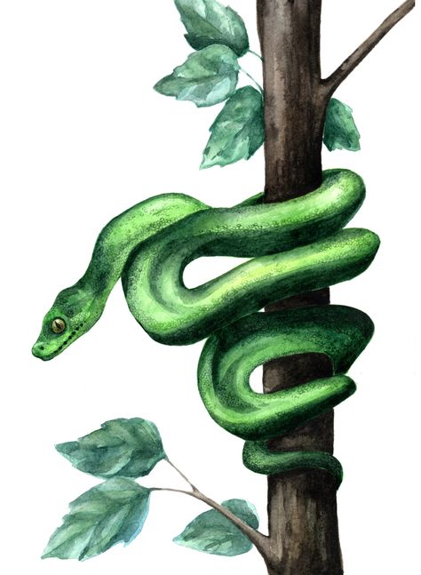 Reptile Painting, Painting Snake, Snake Wall Art, Snake Painting, Reptile Party, Snake Drawing, Snake Art, Wall Murals Painted, Watercolor Projects